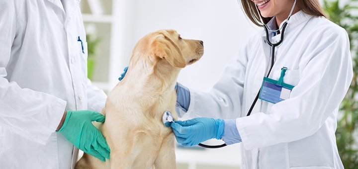 Огляд домашнього вихованця в центрі «Animal Clinic» у Києві. Уточнюйте про консультацію ветеринара щодо знижки.