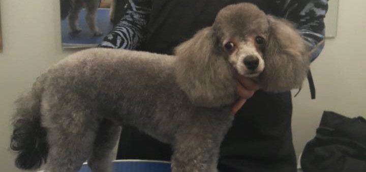 Grooming and grooming of dogs in the studio «Best dog». Call for a discount