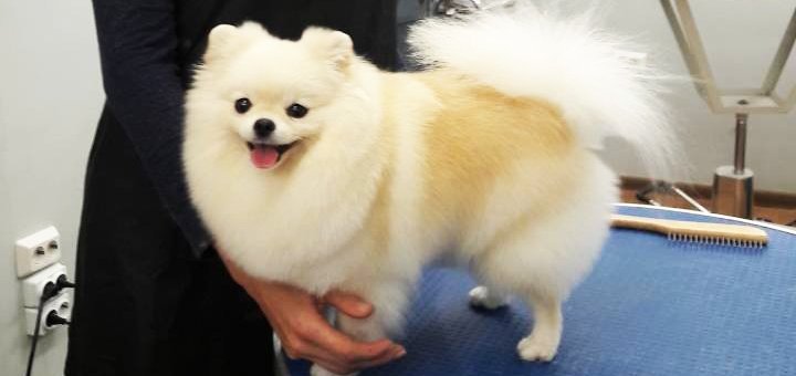 Grooming and grooming of dogs in the studio «Best dog». Call for a discount