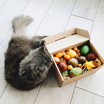 Exotic fruits «Fructo» with delivery across Ukraine