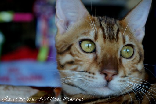 Purebred Bengal kittens in the Odessa cattery ADesaDiamond with delivery across Ukraine. Buy at a discount.15