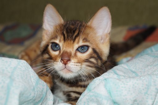 Purebred Bengal kittens in the Odessa cattery ADesaDiamond with delivery across Ukraine. Buy at a discount.30