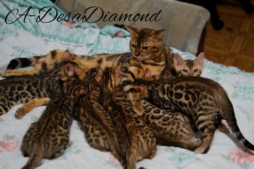 Purebred Bengal kittens in the Odessa cattery ADesaDiamond with delivery across Ukraine. Buy at a discount.33