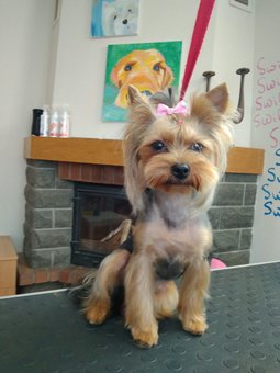 Модельні стрижки тер&#39;єрів в «pet-club grooming salon» в києві. записуйте вихованця по знижці.