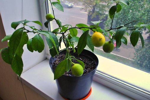 Лимонне дерево для дому в інтернет-магазині «Tropikanka» у Києві. Купуйте рослину за знижкою.