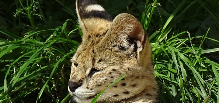 Lviv zoo limpopo