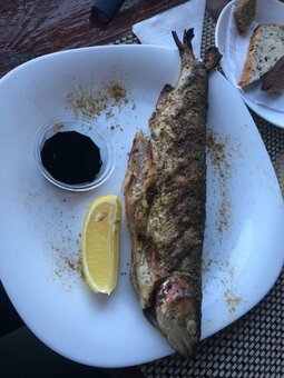 Fish
