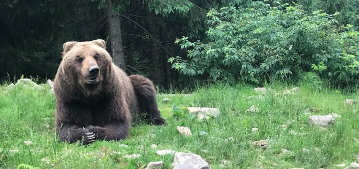 «Центр реабилитации бурого медведя»