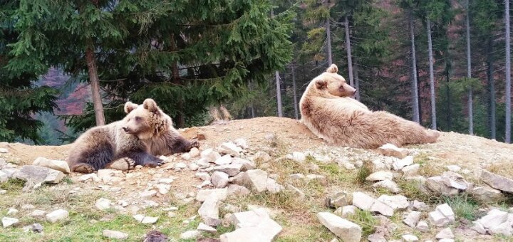 &quot;brown bear rehabilitation center&quot;