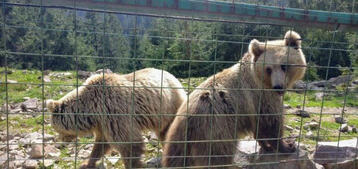 &quot;brown bear rehabilitation center&quot;