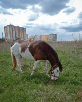 кінний клуб Family_horse_club прогулянки верхом ціна