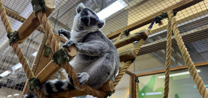 Зоопарк City Zoo в Одесі, знижка на відвідування