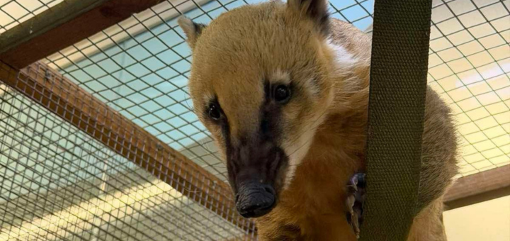 Зоопарк City Zoo в Одесі, знижка на відвідування