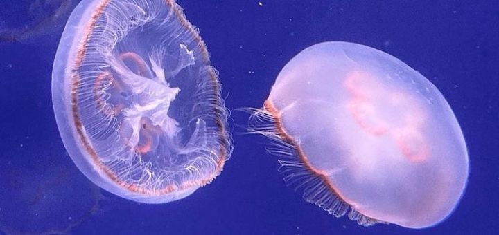 Jellyfish Museum in Kyiv, buy tickets