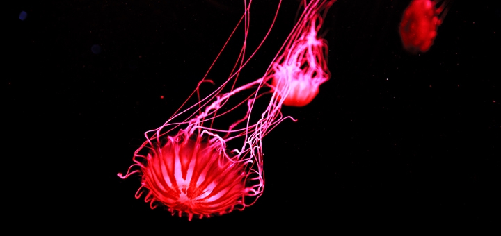 Музей Медуз в Киеве, билеты со скидкой