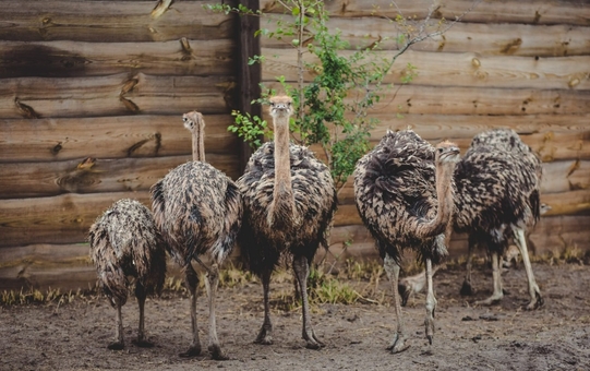 Yasnogorodka Family Ecopark, Zoo