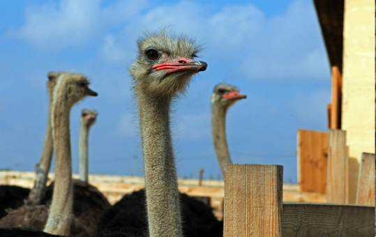 Yasnogorodka Family Ecopark, Zoo