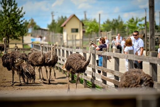 Семейный экопарк Ясногородка, зоопарк