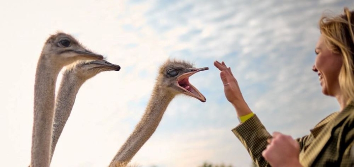 Yasnogorodka Family Ecopark. Ostrich farm