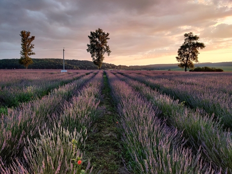 Kazkov Fields Flower Park. Visit for promotion 25