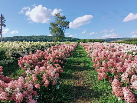 Kazkov Fields Flower Park. Visit for promotion 51