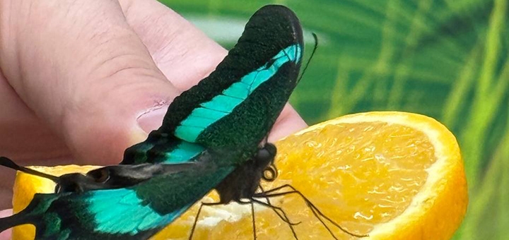 Live tropical butterfly exhibition at special offer 3