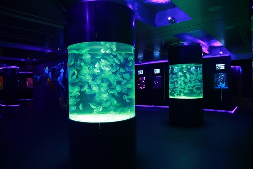 Музей медуз в Киеве. Посещайте по акции 3