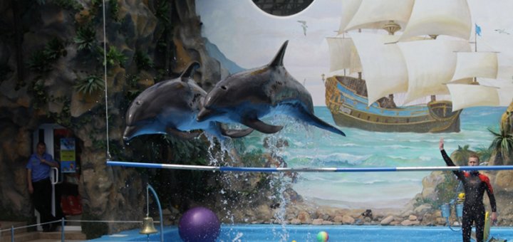 Акционное предложение в дельфинарии «Немо»