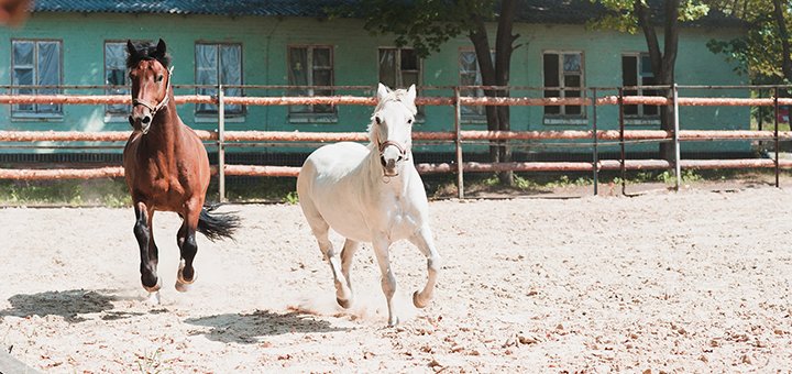 Конный клуб «Lucky Horse» посещайте по акции 3