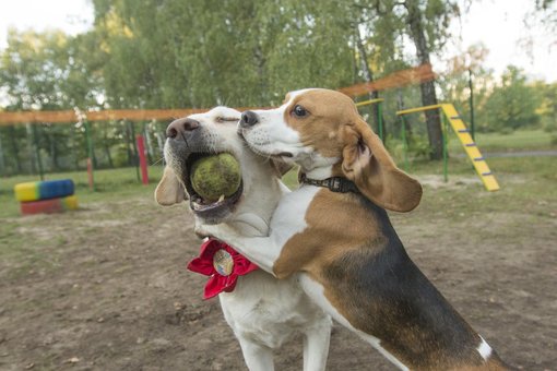 Садок для собак київ «dog city». сплачуйте абонемент по знижці.