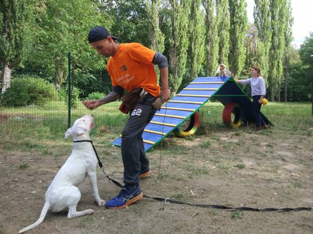 Дресирування собак в центрі для тварин «Dog City» в Києві. Записуйтеся до кінолога акцією.