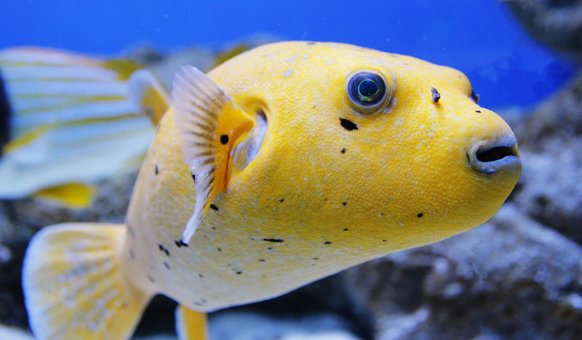 Відвідуйте на океанаріум «морська казка» зі знижкою
