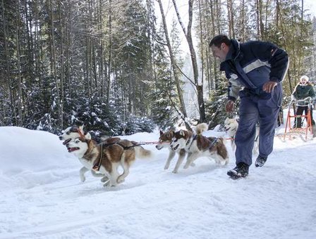 Прогулянки на собачих упряжках в буковелі