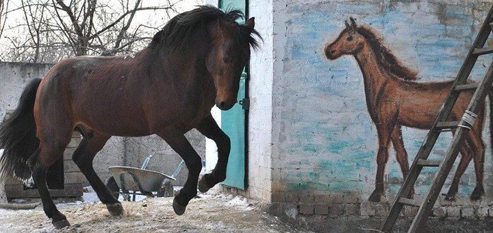 Прогулки по лесу на лошадях в клубе «Серебряная подкова»