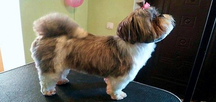 Dog grooming and grooming at GaVik Animal Services. Discount grooming