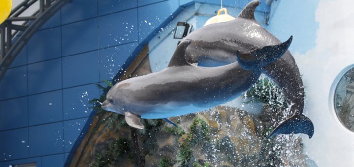 Акционное предложение на шоу в дельфинарии «Немо»