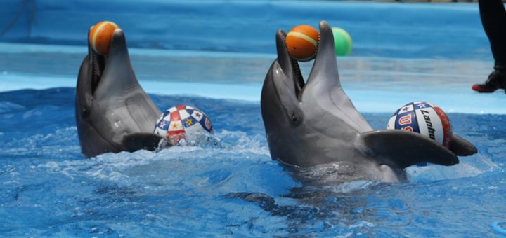 Шоу с дельфинами в «Немо».