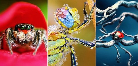 Macro-3