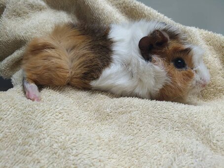Eosinophilic proliferative panostitis in guinea pig