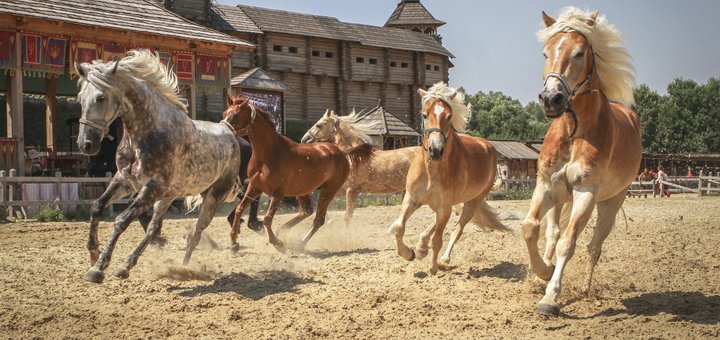 Show-exhibition "Svit of horses"