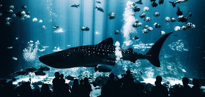 Exhibition of aquarium fish and plants