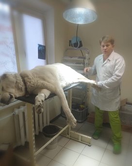 Veletenka patient of the clinic "Zviryatko"