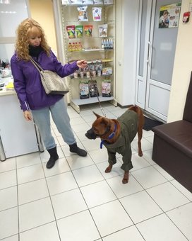 Thai Ridgeback on Priyomi