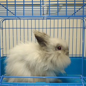 Malocclusion in rabbits